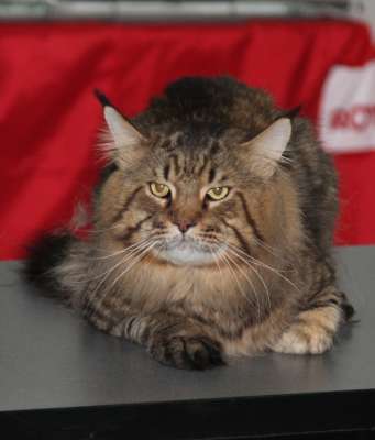 �������� ����� '������� ���-�����' 30 ������-1 ������� 2013., ������������ ��� 2342